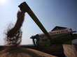 Урожай зерна в России не будет рекордным