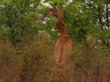 Жирафа с необычной шеей заметили в Африке. ФОТО