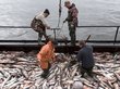 Евросоюз обсудит «рыбные санкции» против России
