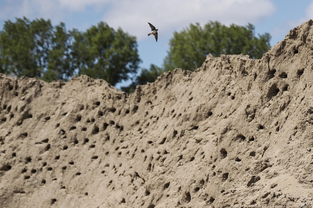 Гнезда ласточек в груде песка