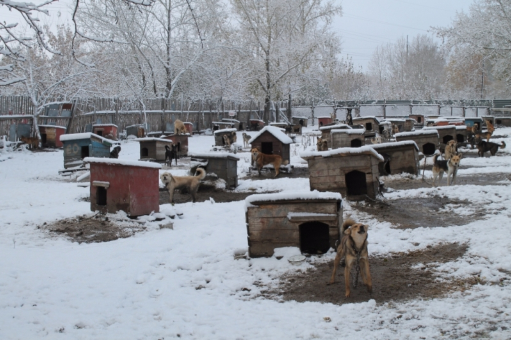 Приют барнаул. Приют ласка Барнаул. Приют ласка Барнаул собаки. Ласка приют для животных в Барнауле щенята. Приют ласка в Барнауле фото собак.