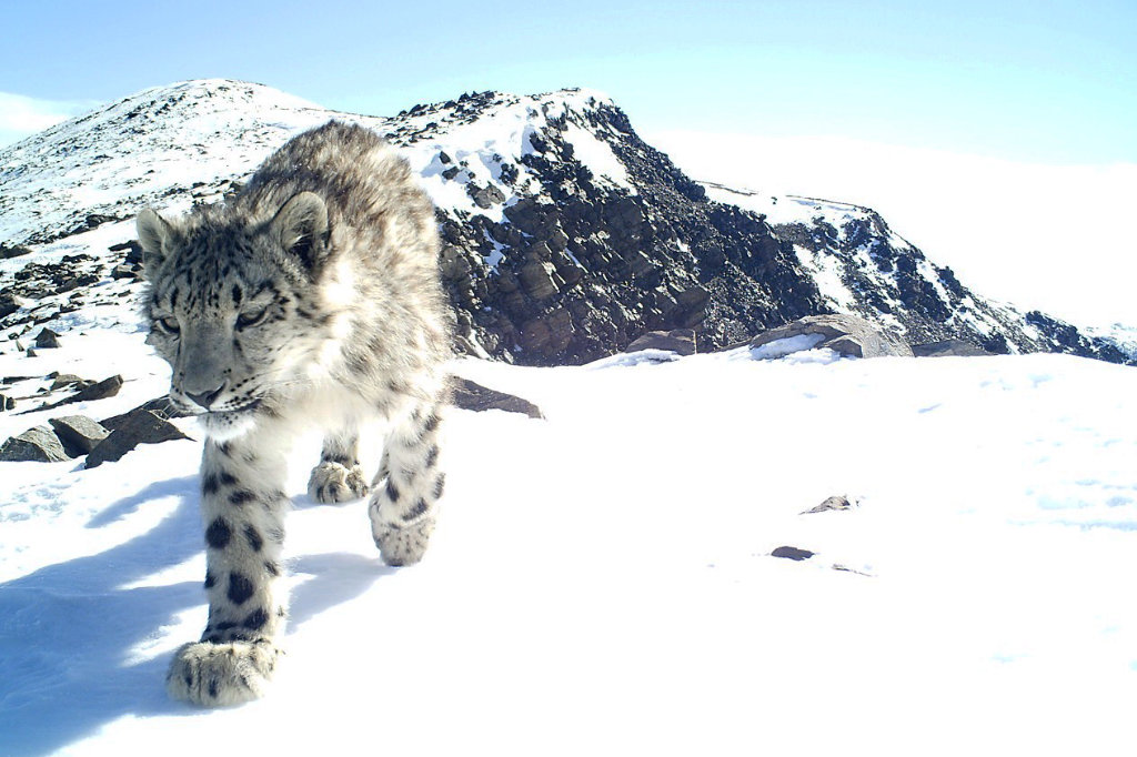 Алтайский заповедник фото снежный барс
