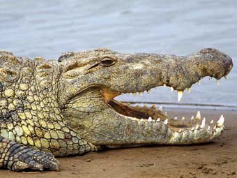 Нильский крокодил. Фото с сайта wikipedia.org.