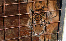 Суматранский тигр напал на одного из смотрителей зоопарка американского города Сан-Антонио. Фото: © РИА Новости.