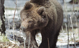 Медвежонок убежал, его поиски продолжаются. Фото: © Фотобанк РИА Новости.