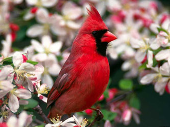 Птица Красный кардинал — символ штата Вирджиния. Фото с сайта prousa.ru