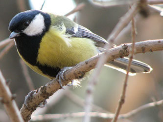 Фото с сайта sinizi.narod.ru