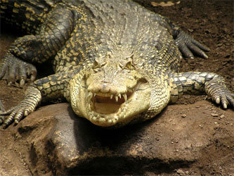 Фото с сайта www.reptile.lv 