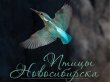 «Непокоренные» покажут всех новосибирских птиц