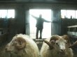 Кино Исландии впервые выйдет на экраны Новосибирска