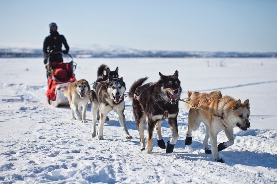Самую быструю упряжку собак определят в Новосибирске