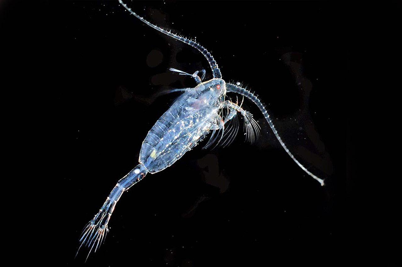 Мелкий зоопланктон. Циклоп зоопланктон. Зоопланктон веслоногие. Отряд Copepoda – веслоногие. Рачки планктон.