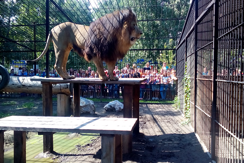 Владельцы «звериных» фамилий попадут в зоопарк Барнаула бесплатно
