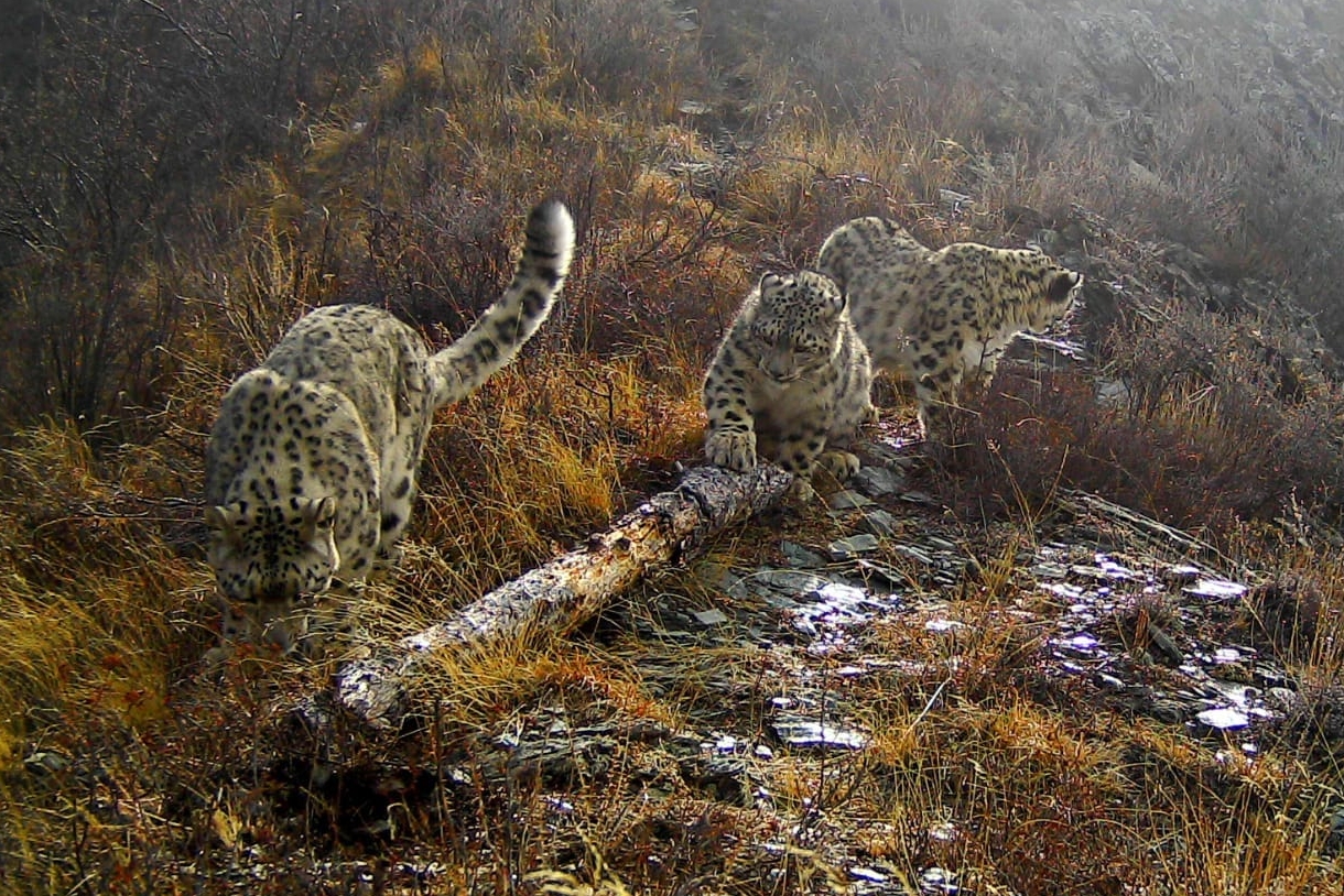 Сайлюгемский национальный парк Барс. Снежный Барс Алтай. Снежный Барс фотоловушки. Сайлюгемский нацпарк снежный Барс. Дикая природа сообщение