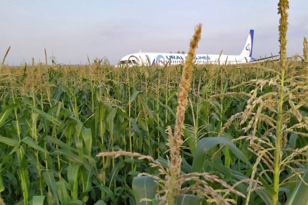 Airbus A321 авиакомпании «Уральские авиалинии», севший на кукурузное поле 