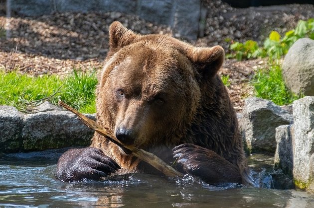 Украсть медведя. Медведь пожираем медведь.