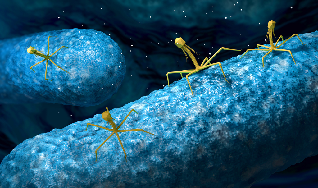 Бактериофаги атакуют бактерии