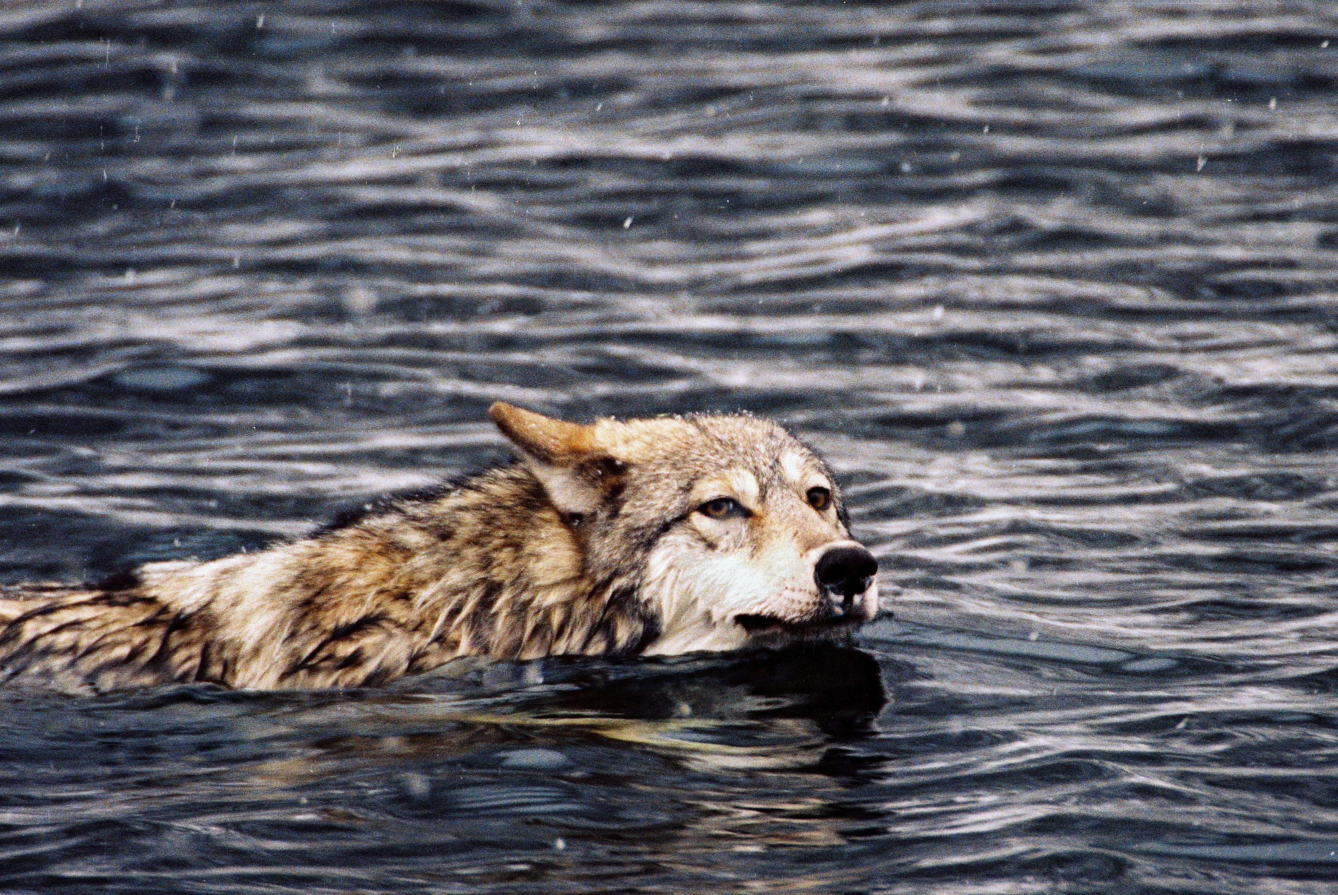 Фото плывущего волка