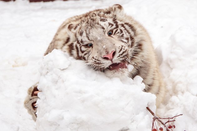 Бенгальский тигр зимой
