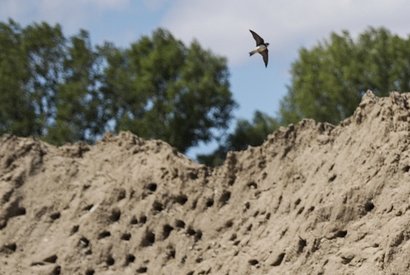 Гнезда ласточек-береговушек в строительном песке