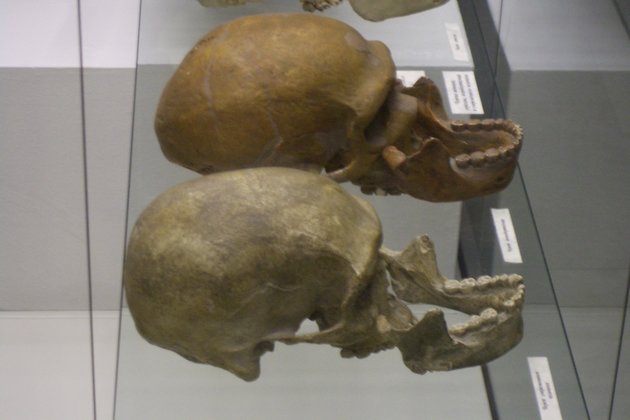 Черепа неандертальского человека и современного долихоцефала