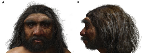 Реконструкция Homo longi 