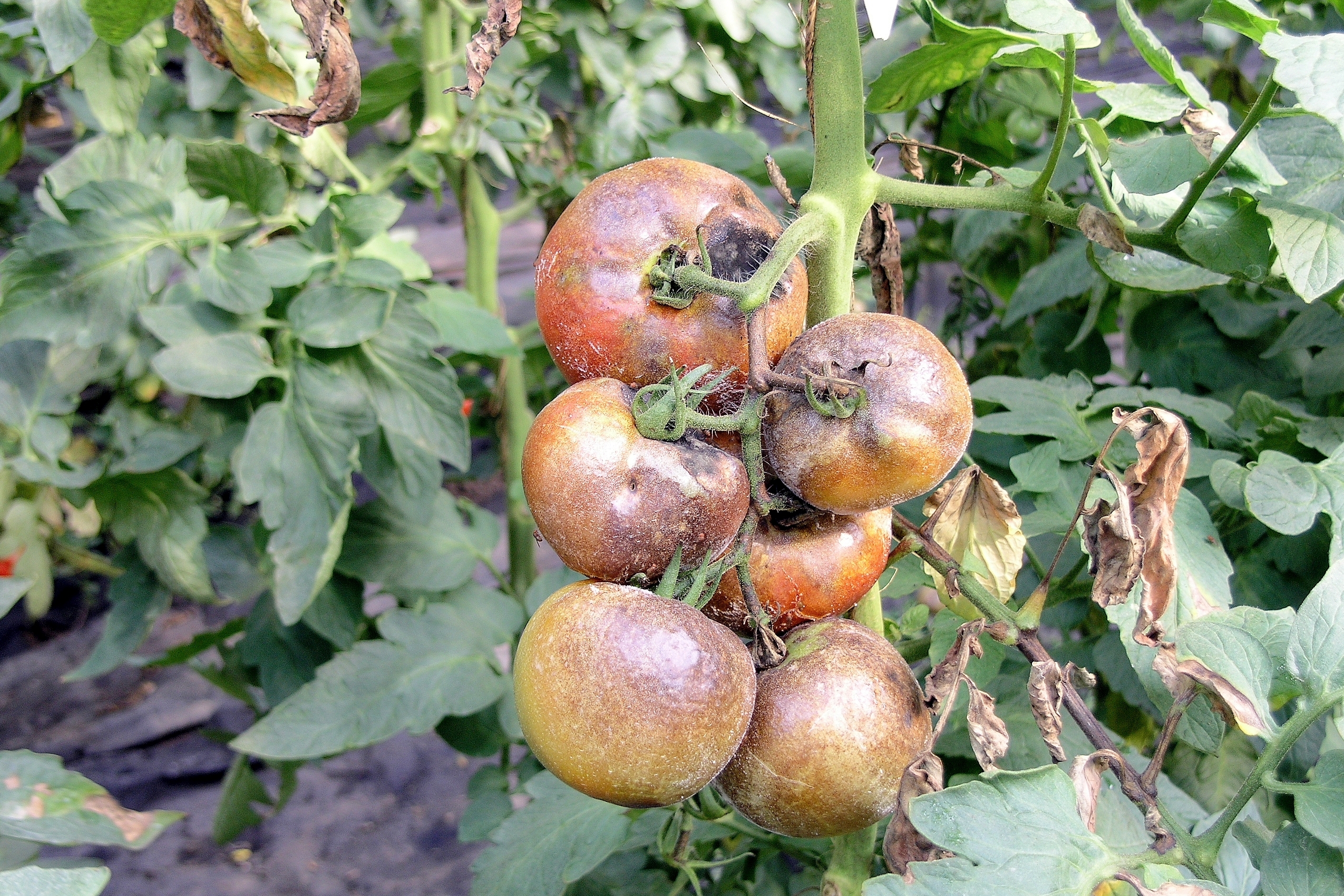 помидоры сорт дрова фото