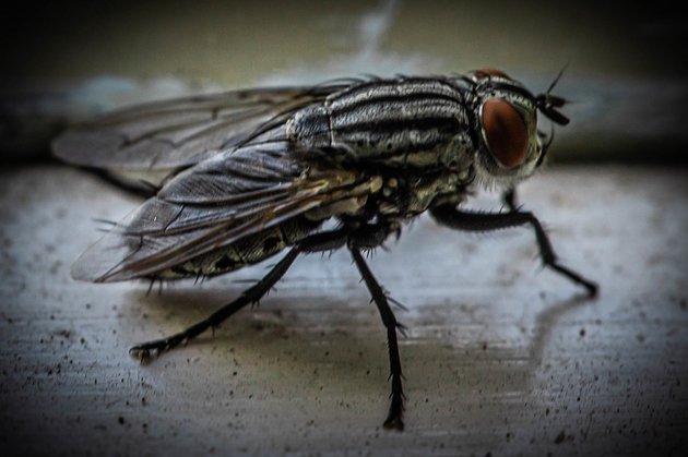 Ядовитая муха. Опасные мухи. Опасная Муха в Бразилии. Изловить опаснейшую муху-Горбатку.