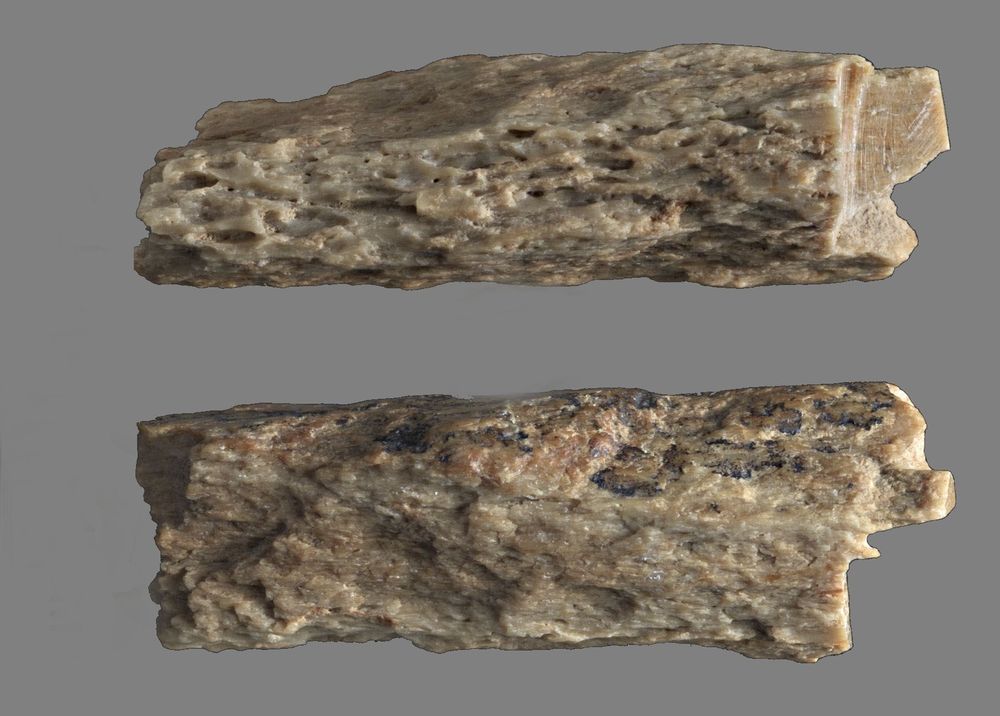Фрагмент кости гибрида денисовца и неандерталки