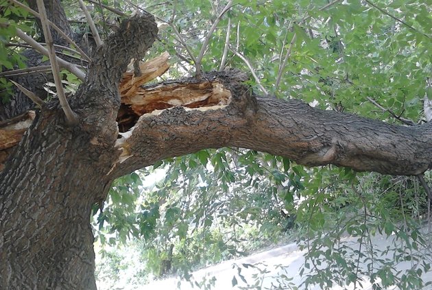 Сломанное старое дерево