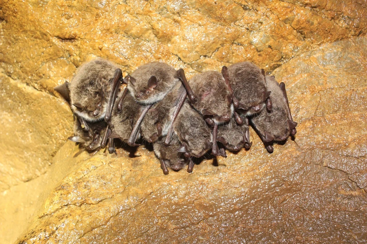 Летучие мыши (восточные ночницы) в Барсуковской пещере Новосибирской области
