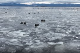 Нерпы на льдинах на Байкале