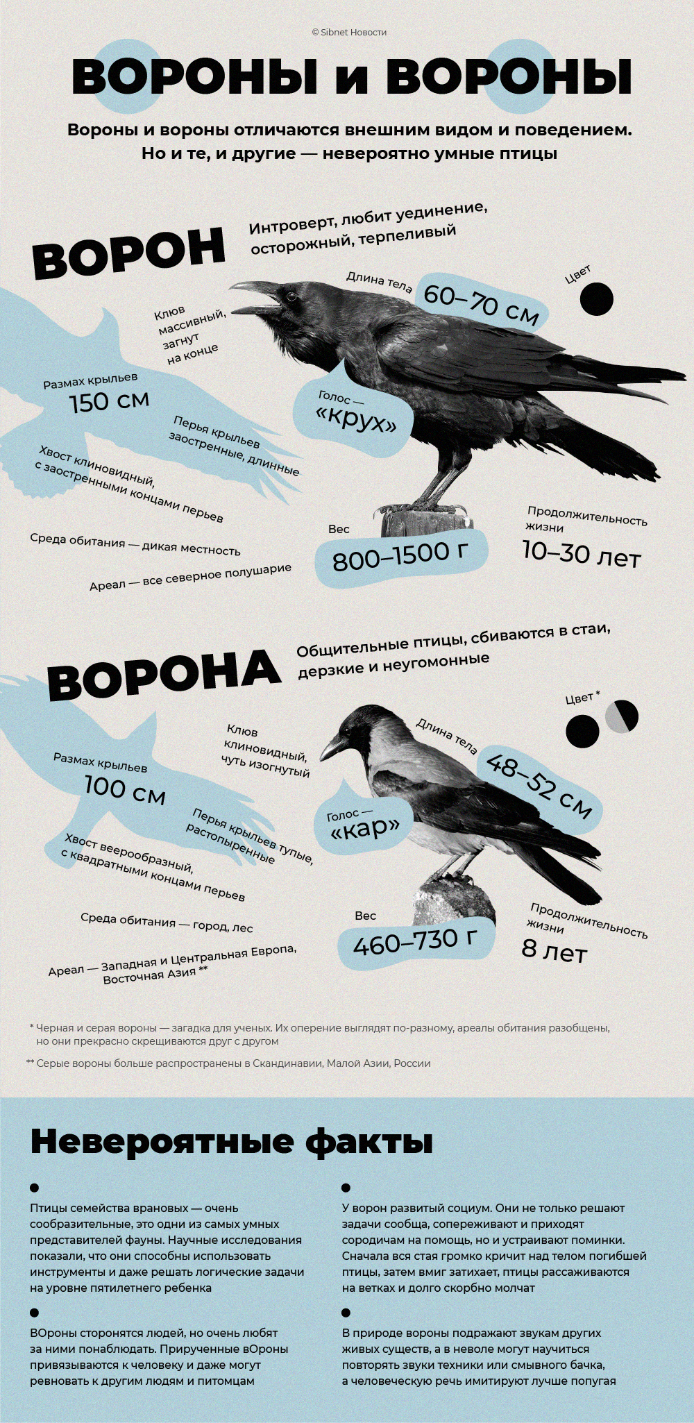 Ворон и ворона: сходства и отличия самых умных птиц - Жизнь - info.sibnet.ru