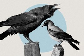 Сравнение ворона и вороны