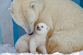 Белая медведица Герда с малышом