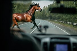 Лошадь на дороге