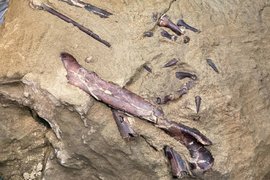 Окаменелости теропода, найденные в Кузбассе