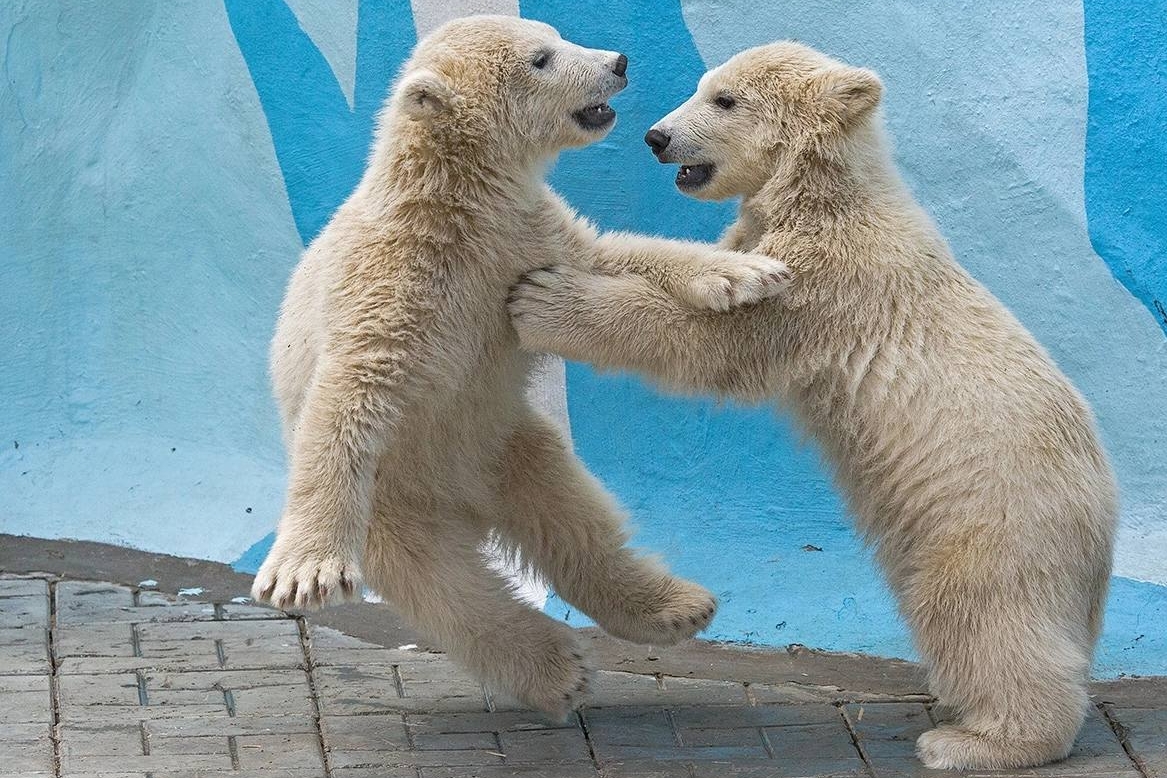 новосибирский зоопарк бурый медведь