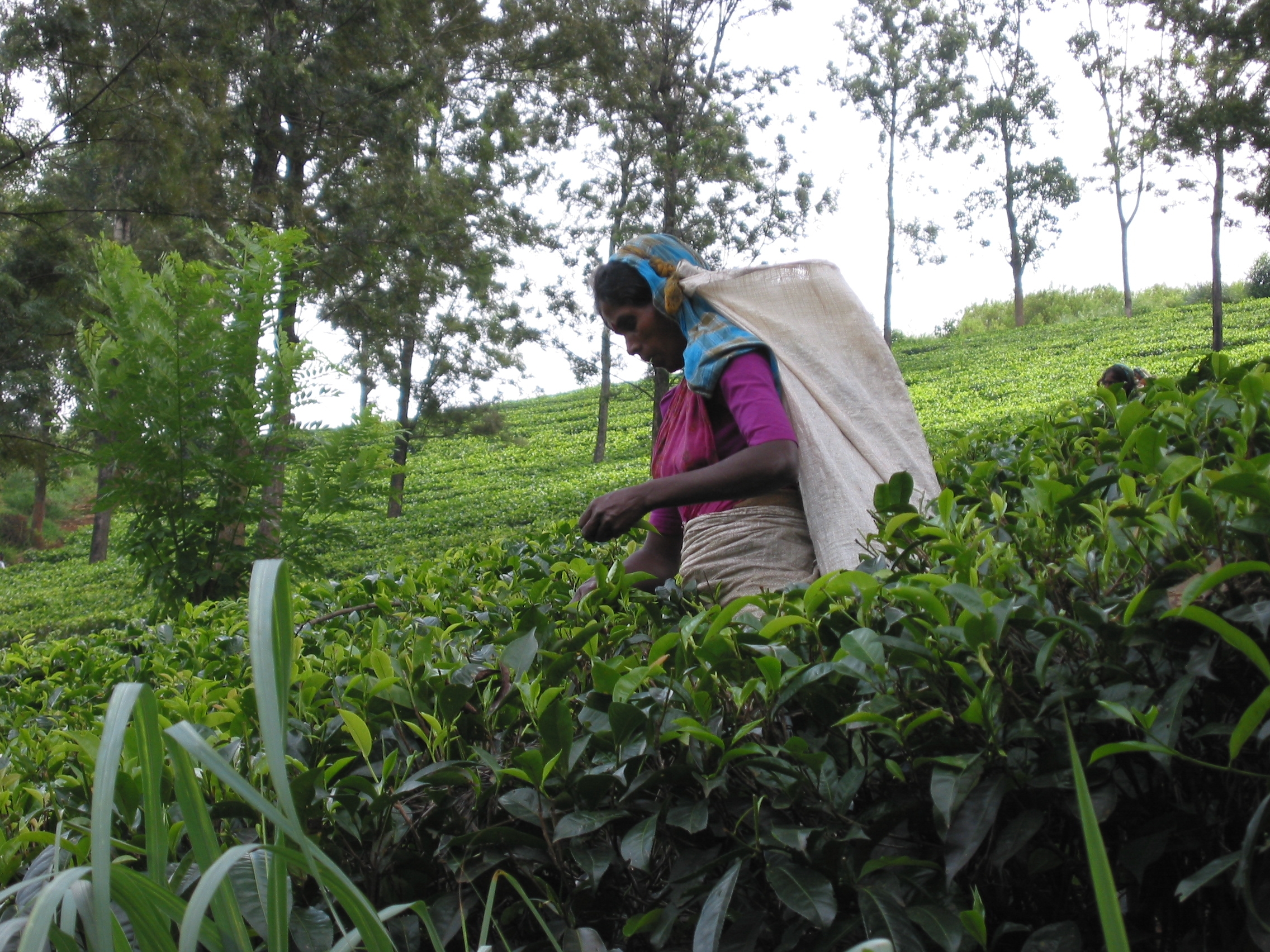 Чайные плантации в Шри-Ланке