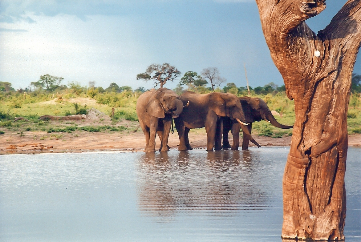 Национальный парк Хванге в Зимбабве