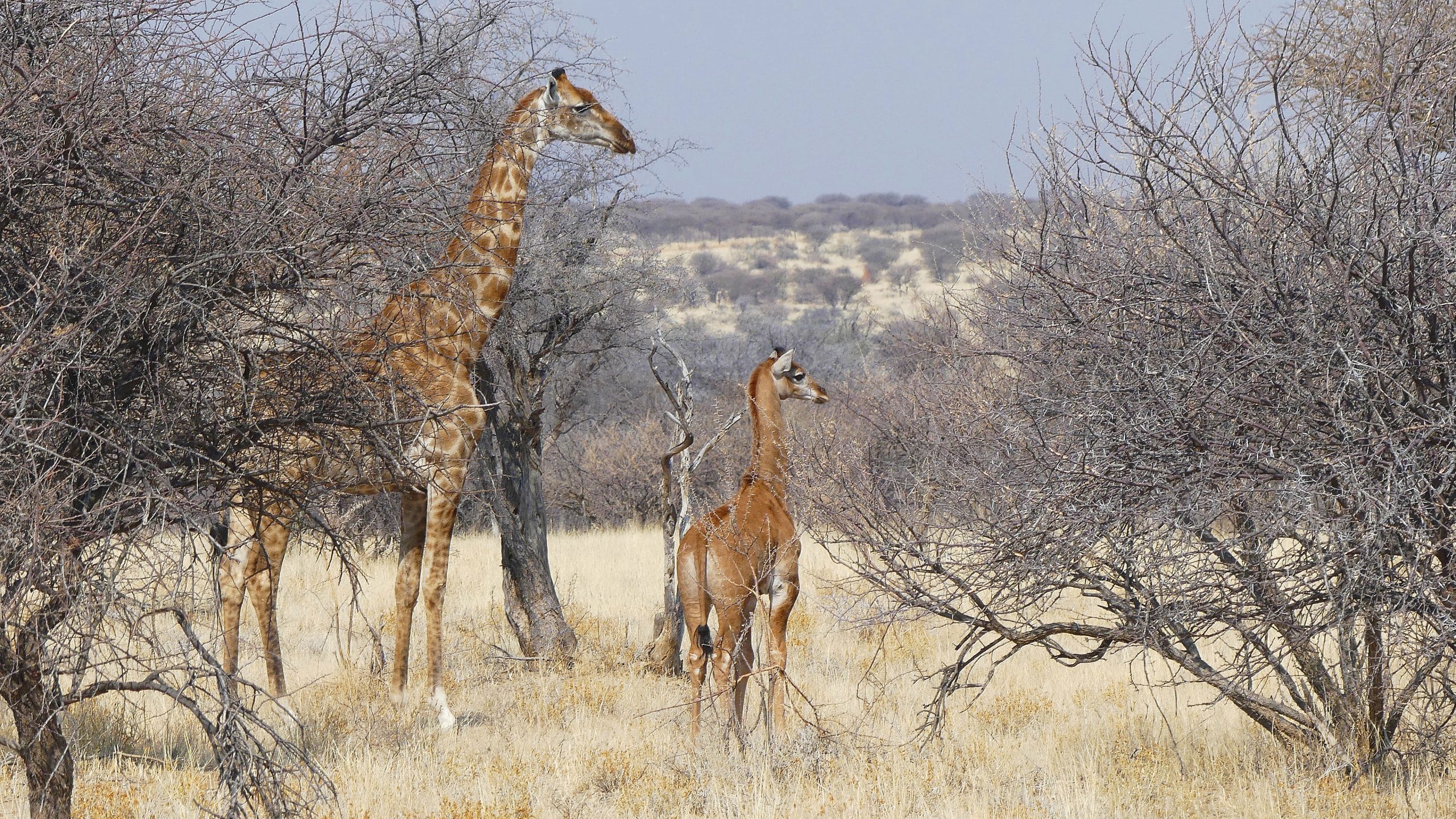 Жираф без пятен в природном заповеднике Оконьяти в Намибии