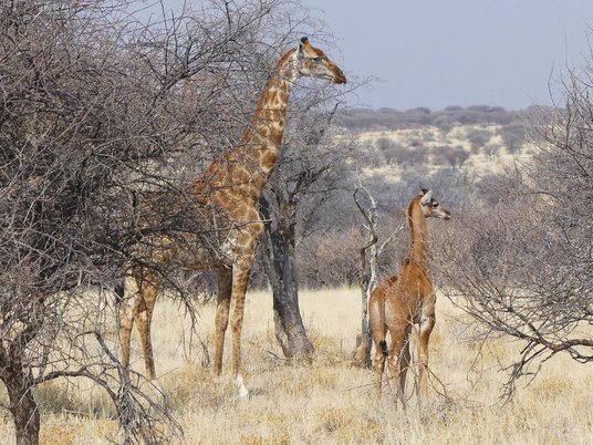 Жираф без пятен в дикой природе