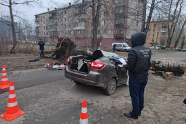 Упавшее на автомобиль дерево в Новокузнецке