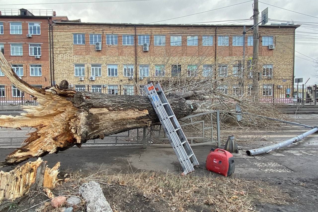 Поваленное дерево в Красноярске 