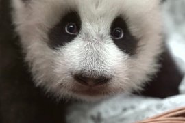 Детеныш большой панды из Московского зоопарка