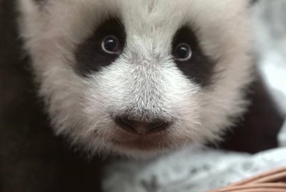 Детеныш большой панды из Московского зоопарка