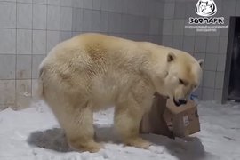 Белая медведица Шайна в зоопарке Удмуртии