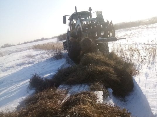 Защита из сена от косуль в Новосибирской области