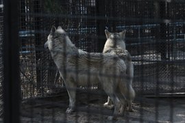 Полярные волки в Новосибирском зоопарке