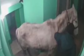 Мужчина в Кузбассе привел в квартиру лошадь